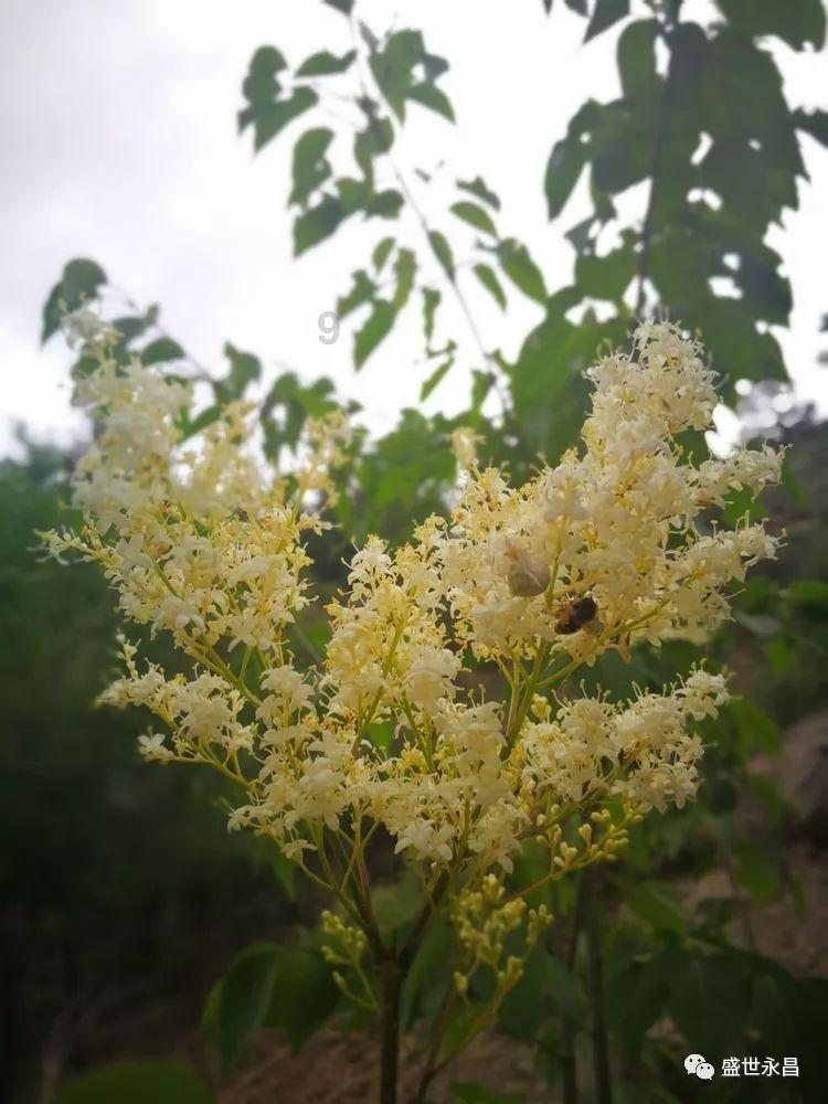小小忍者疾风传